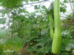 砍瓜去皮吃吗,尽享美味与营养