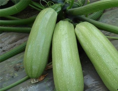 吃瓜情报处小号,带你走进神秘的网络世界