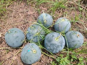 昌黎县吃瓜,探寻当地特色美食之旅