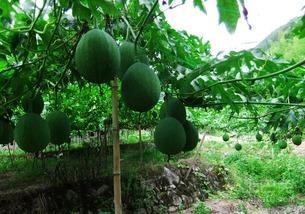 克罗恩吃吊瓜,探寻健康与美味的完美融合