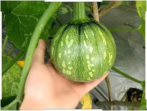 小悠米吃瓜,揭秘娱乐圈那些不为人知的幕后故事